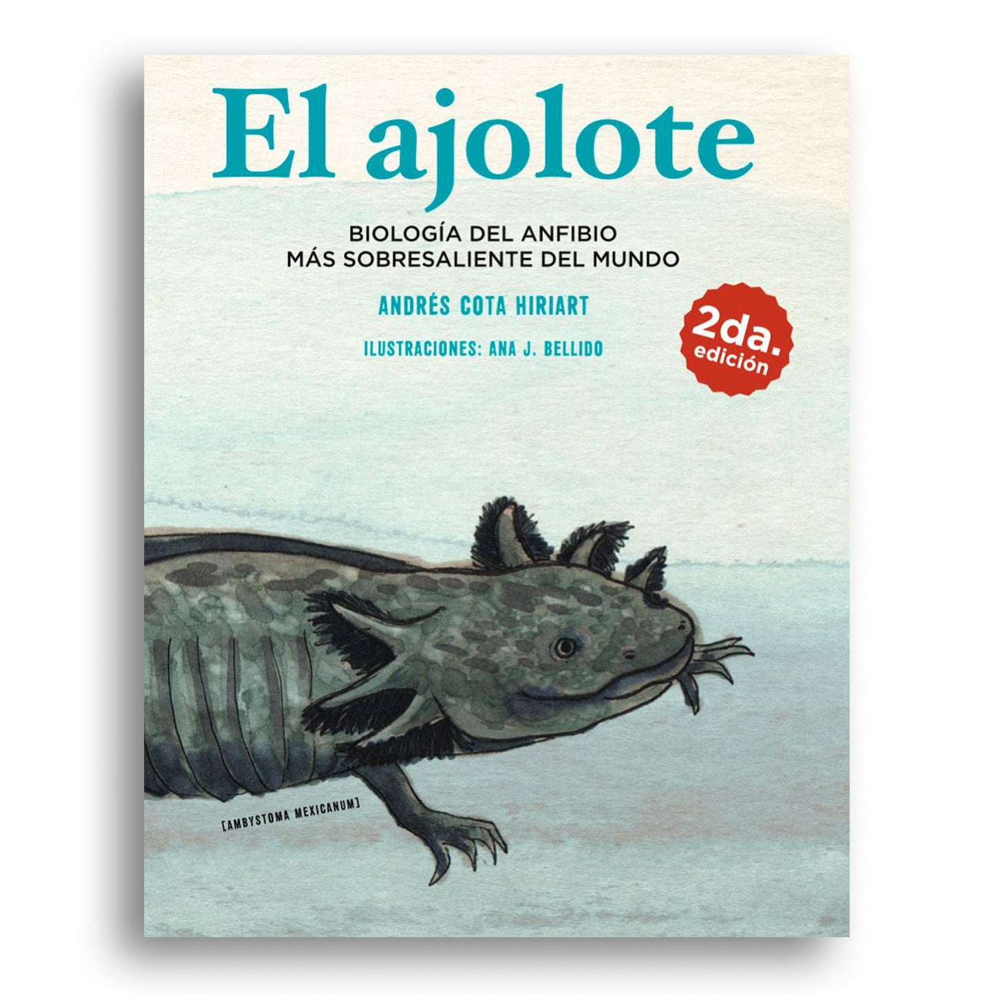 El Ajolote: Biología del anfibio más sobresaliente del mundo